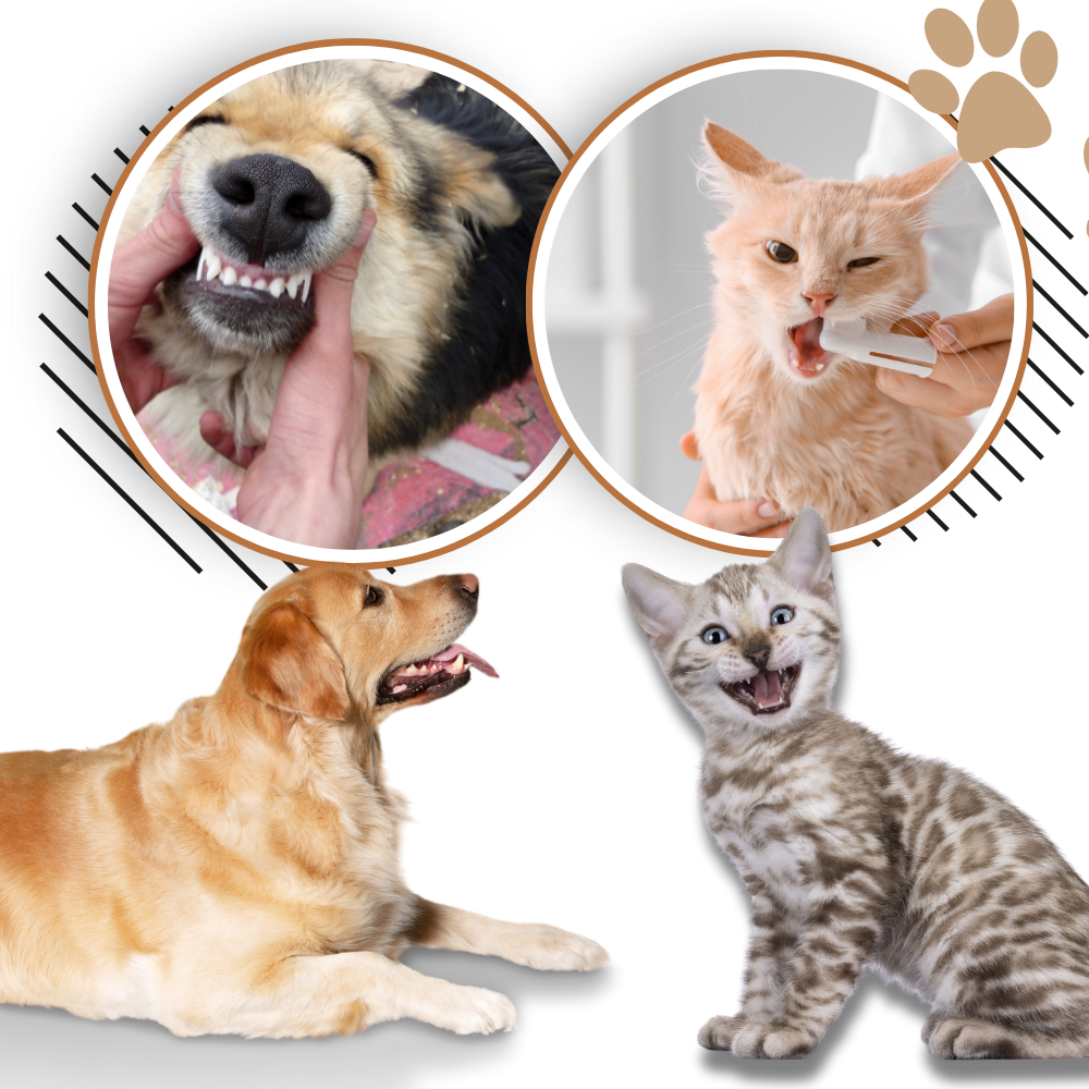 Natural Pet Oral Repair Gel