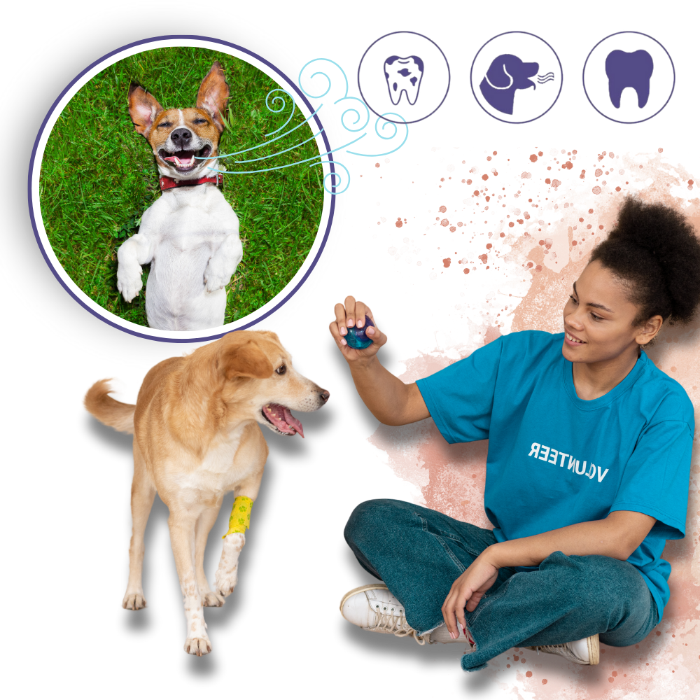 Natural Pet Oral Repair Gel